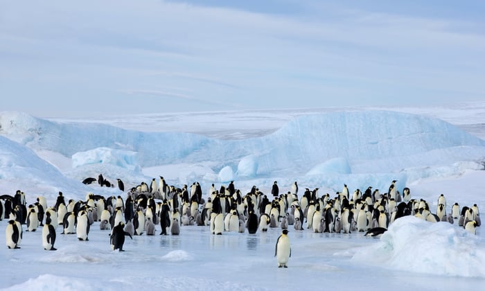 Emperor Penguins on Snow Hill Island in the Weddell Sea, Antarctica