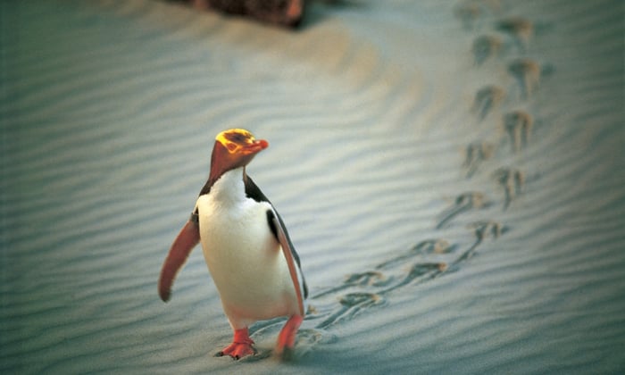 Yellow-eyed penguin on the Otago Peninsula, New Zealand