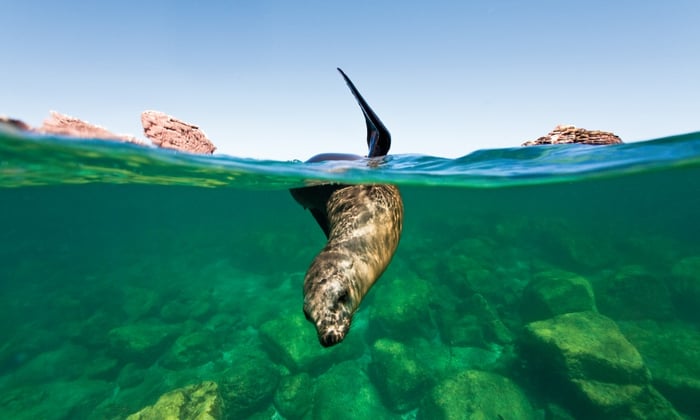Sea Lion, Sea of Cortez