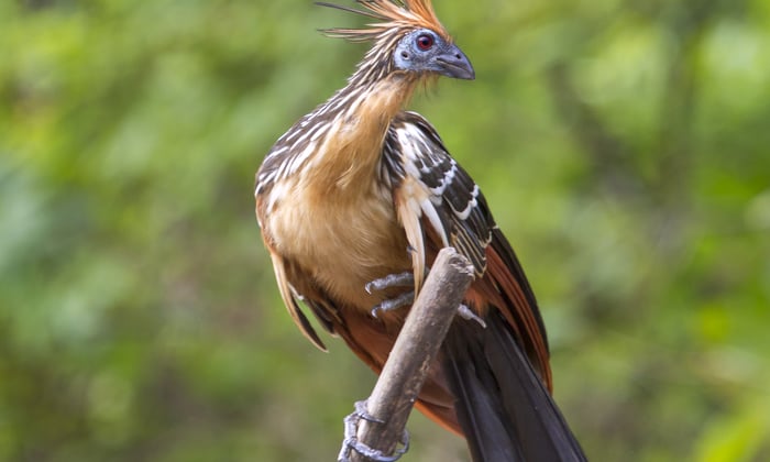 Hoatzin in Pacaya-Samiria Natural Reserve, Peruvian Amazon