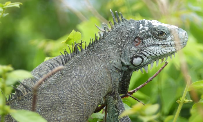 Iguana at Fort Napoléon in Terre-de-Haut, Guadeloupe