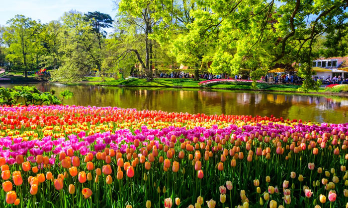 Keukenhof Gardens, Netherlands