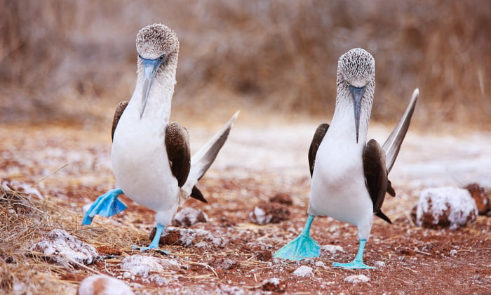 Blue-footed boobies in the Galápagos Islands