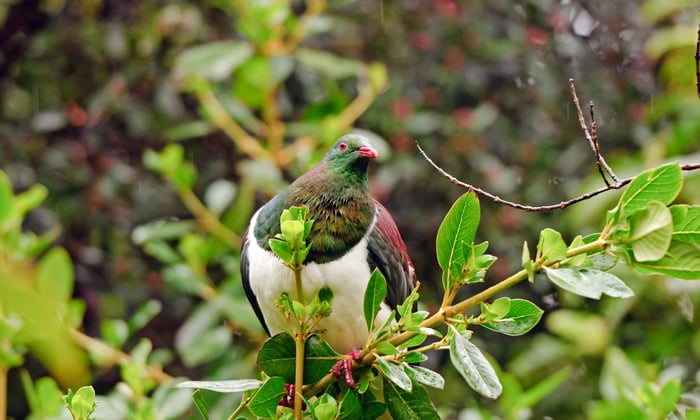 Pigeon in Ulva Island