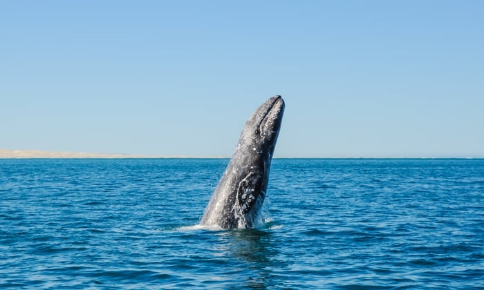 Grey Whale Breaching, Sea of Cortez