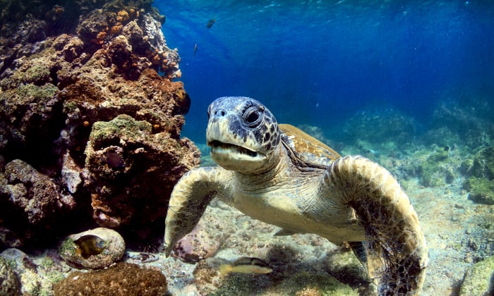 A green sea turtle in the Galápagos