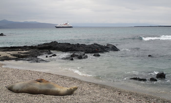 Silver Galapagos and sea lion on Fernandina island