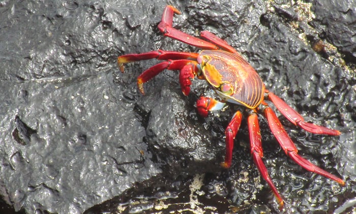 Sally Lightfoot crab on Santa Cruz, Galapagos