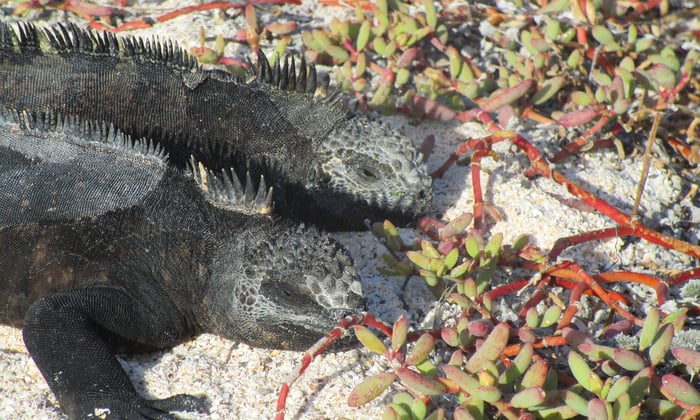 Marine iguanas on Santa Cruz, Galapagos