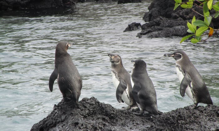 Galapagos penguins on Isabela