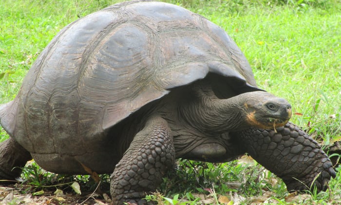Giant tortoise on Santa Cruz, Galapagos