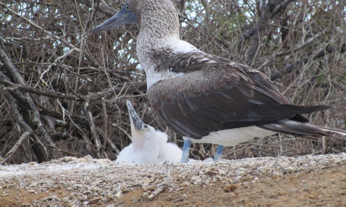 Blue-footed booby on Floreana, Galapagos