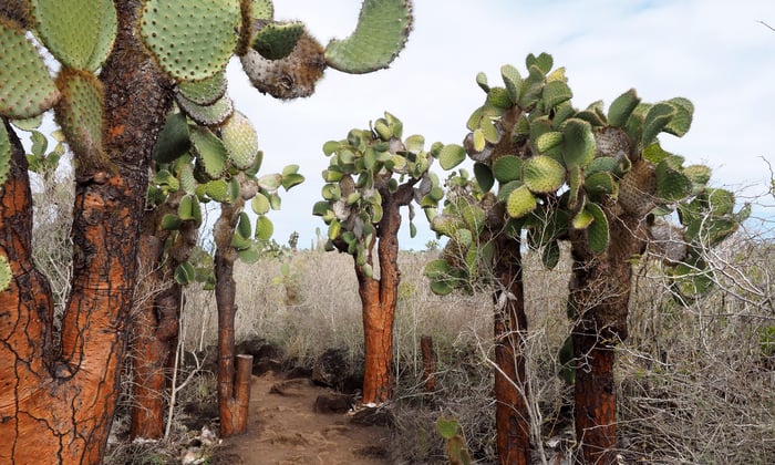 Island_biotope_North_Seymour_Galapagos_Ecuador
