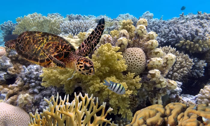 Sea turtle in the Great Barrier Reef