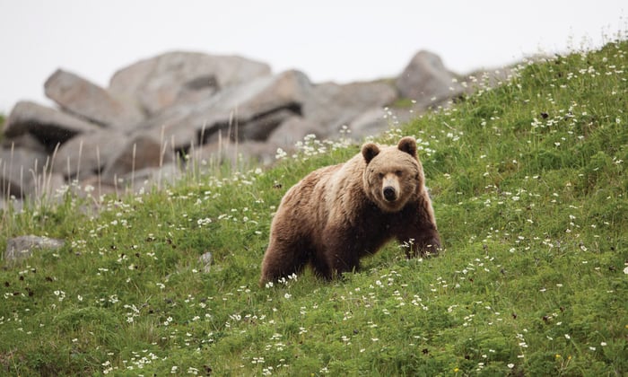 Bear in the Russian Far East