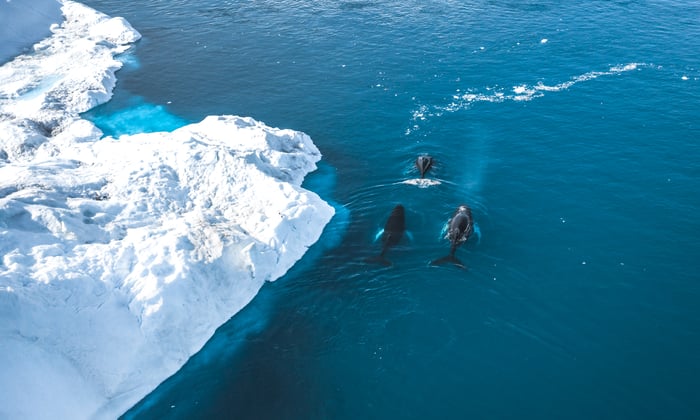 Disko Bay in Ilulissat in Greenland