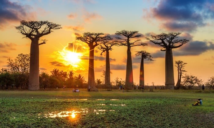 Madagascar Baobab Trees