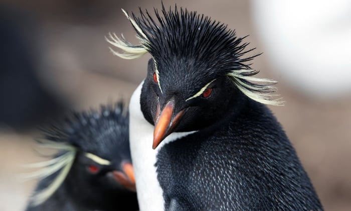 Rockhopper penguin, West Point Island, Falkland Islands