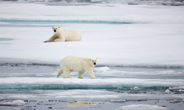Silversea Expeditions - Polar bear in the Arctic