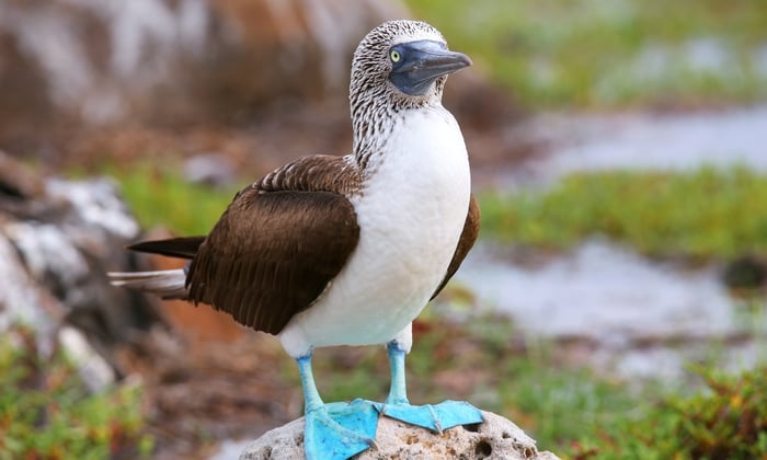 Blue Footed Booby in North Seymour Island, Galapagos