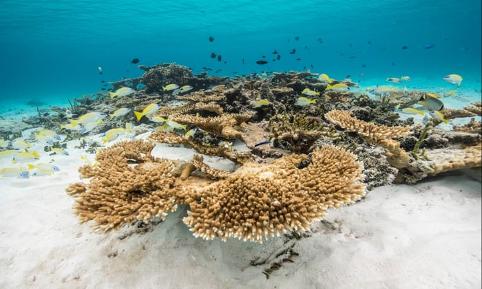 Coral