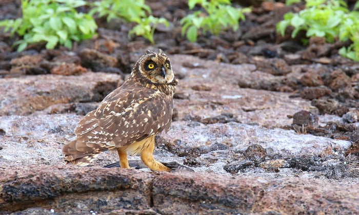 Short-eared Owl on Genovesa Island, Galápagos