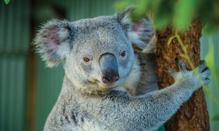 Koala in Sydney