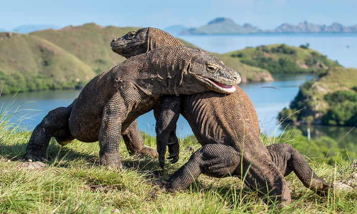 komodo dragon