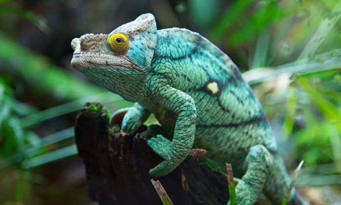 Green Chameleon in Madagascar