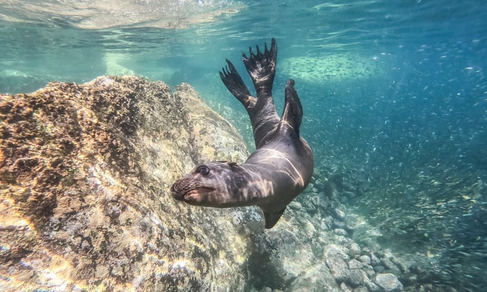 Sea lion in Baja California, Mexico