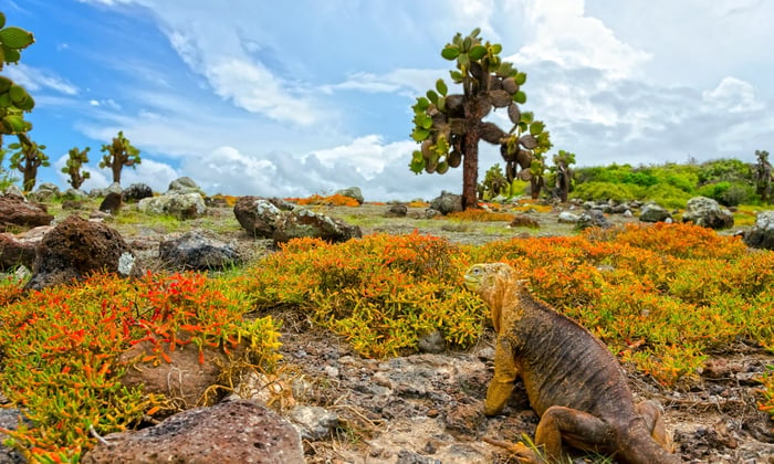 Iguana, South Plaza Island