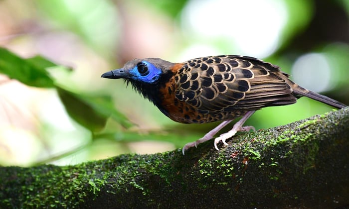 Ocellated Antbird, Panama