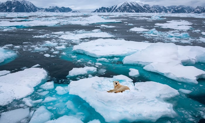 Polar Bear on the Northeast Coast of Greenland