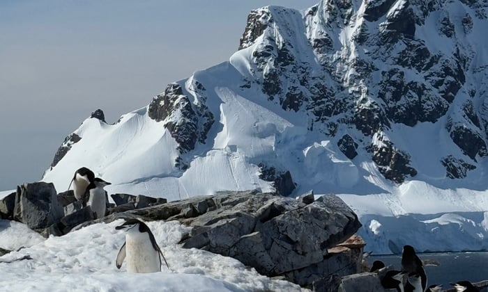 penguin in Antarctica seen when visiting with Silversea