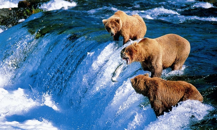 Brown bears catching fish in Alaska