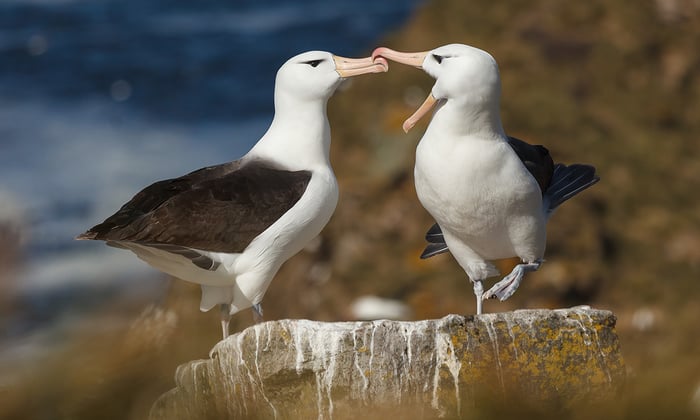 Quark Expeditions - Albatross in South Georgia