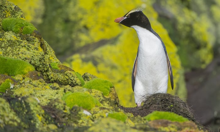 Erect Crested Penguin in Bounty Islands, New Zealand