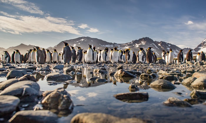 Penguins in South Georgia