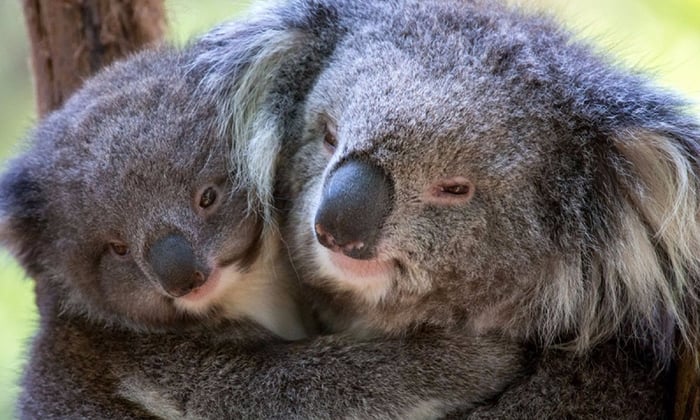 Koalas in Victoria Zoo, Australia