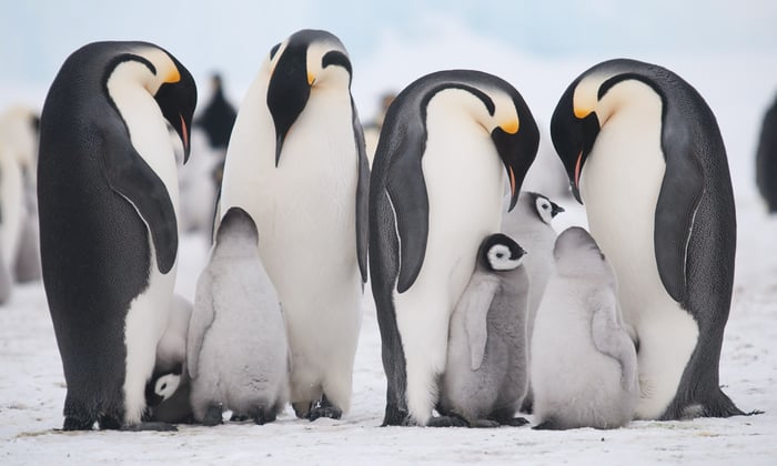Emperor penguins and chicks on Antarctica's Snow Hill Island, visited by Quark Expeditions