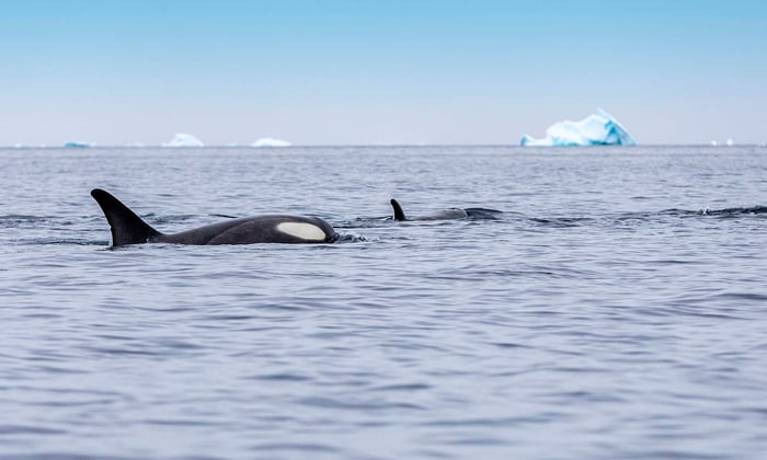Orcas in Antarctica