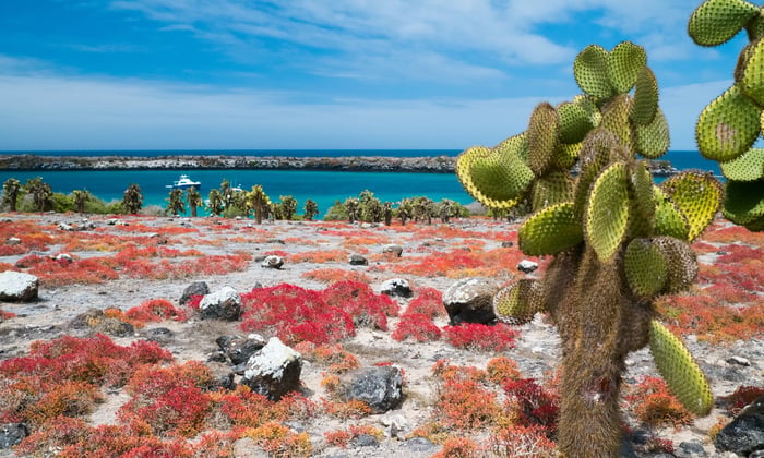 South Plaza Island Vegetation