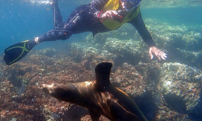 Snorkelling with sea lions in the Sea of Cortez, Mexico