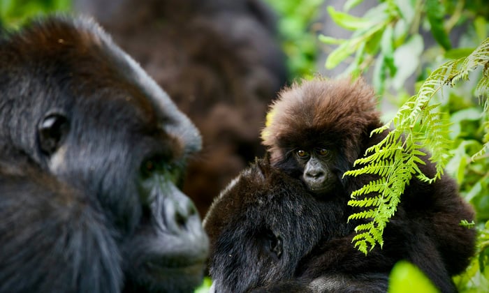 gorillas in the rainforest in rwanda 