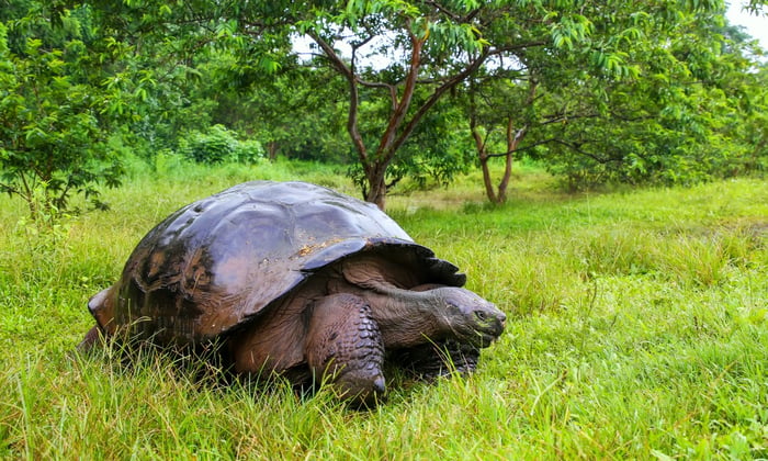 Galápagos giant tortoise on Santa Cruz Island