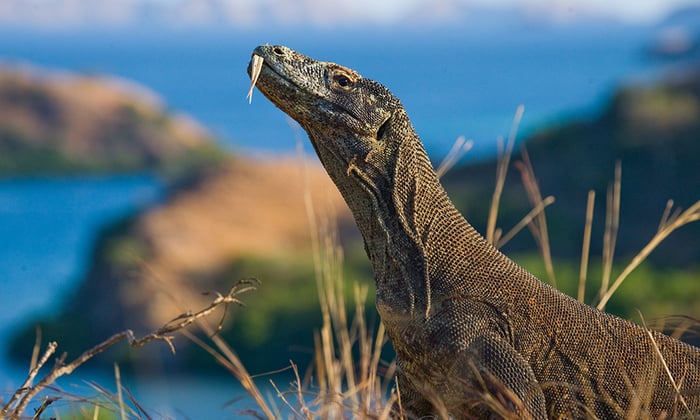 komodo_dragon iconic wildlife species you can see on an expedition cruise
