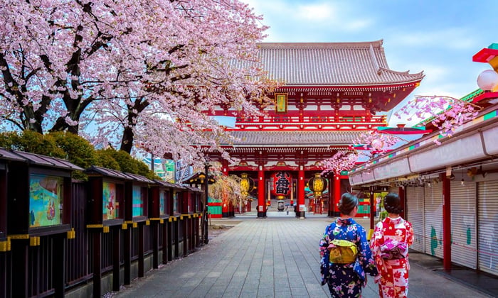 Geishas by Senso-ji temple in Tokyo during cherry blossom season