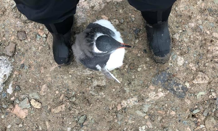 Sharon makes friends with a gentoo penguin in Antarctica