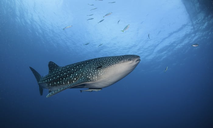Whale shark in Cenderawasih Bay, West Papua, Indonesia