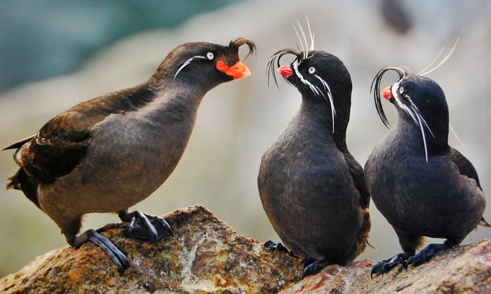 Whiskered Auklets, Alaska